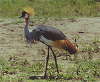 crane