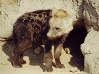 sleepy baby hyena