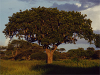 sausage tree