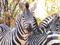 zebras